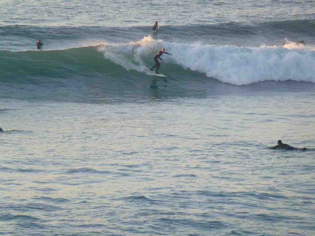 Quand surfer Lafitenia ?